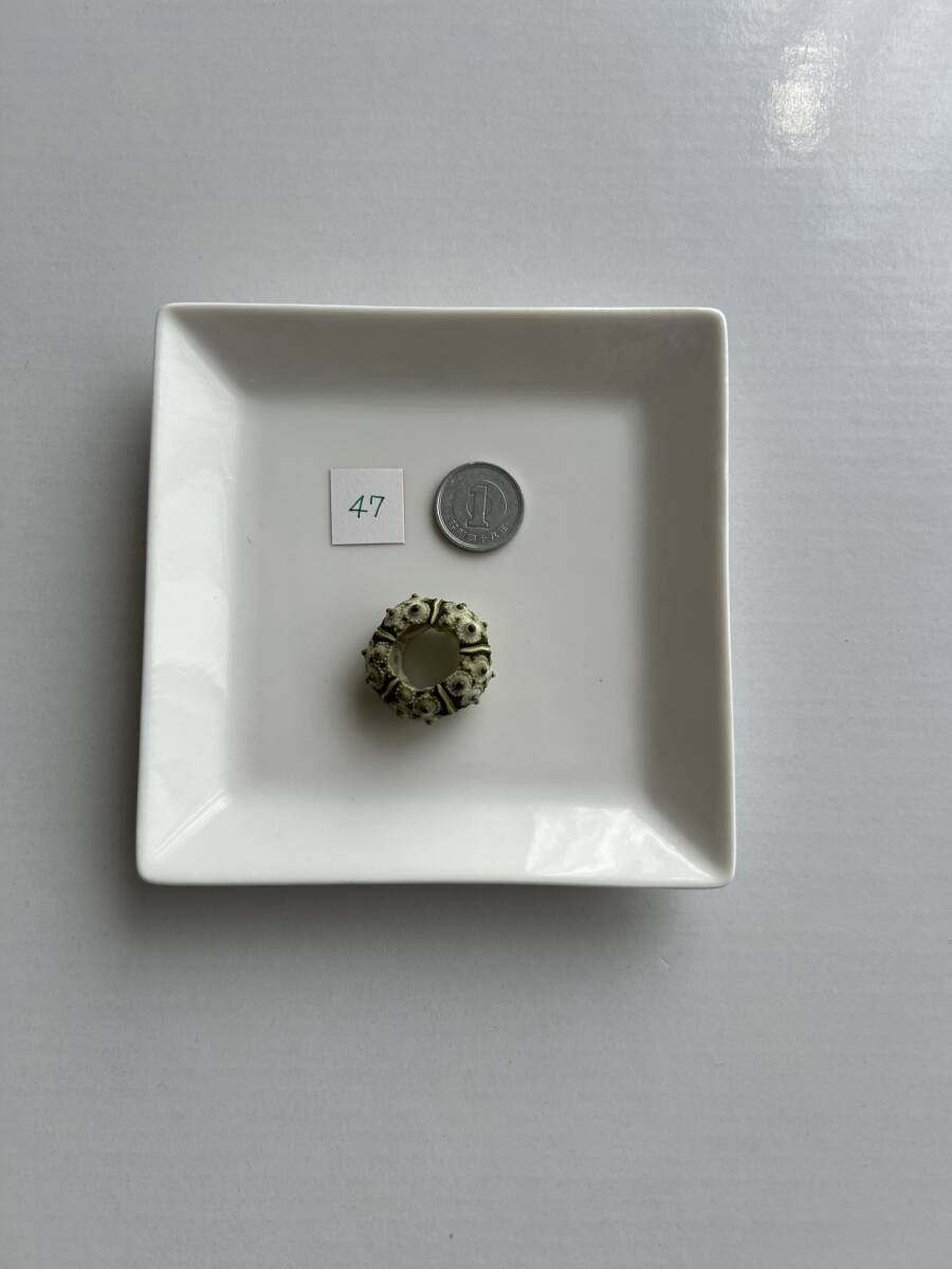 47 ウニ殻 シーウーチン拍卖