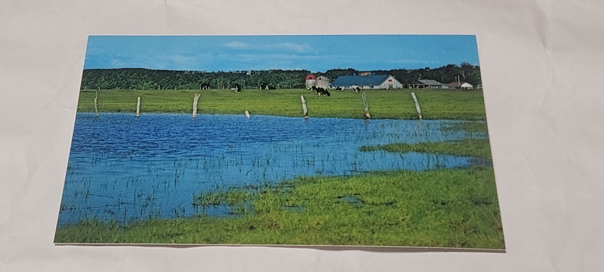 2626 絵葉書 網走 原生花園の牧歌的風景拍卖