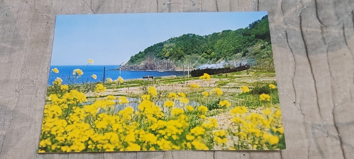 2884 絵葉書 北海道 新緑萌ゆる海岸線を走るSL拍卖
