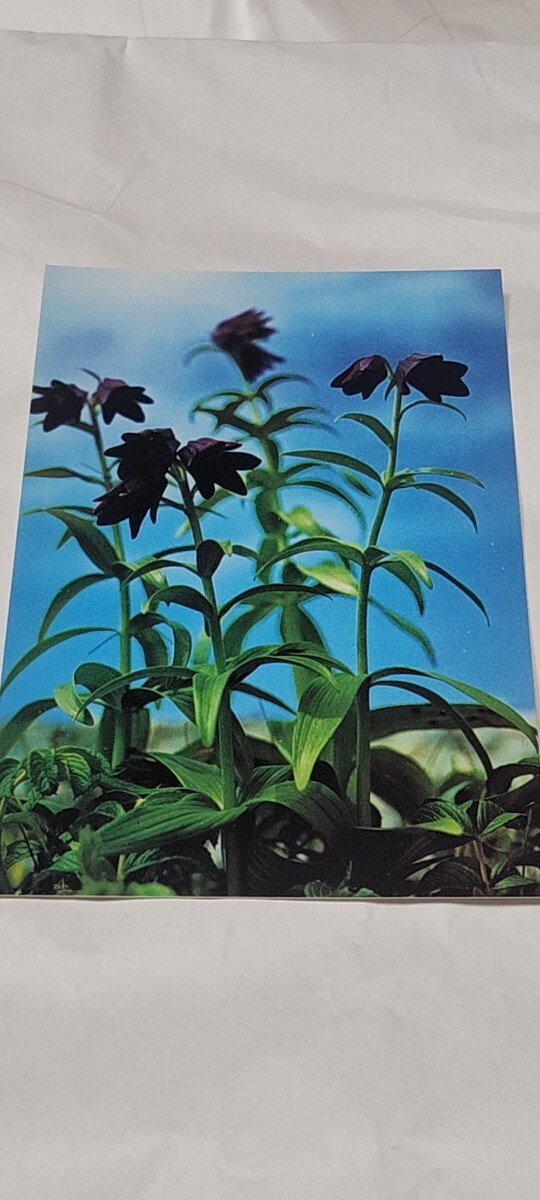 2630 絵葉書 網走 原生花園に咲くクロユリ拍卖