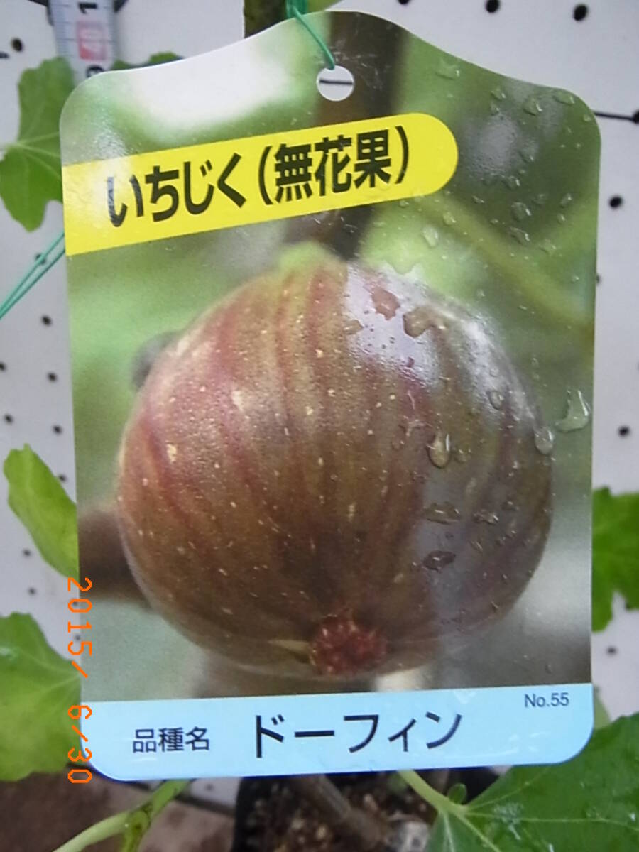 いちじく ★ ドーフィン★甘み多く豊産性、夏秋兼用種拍卖