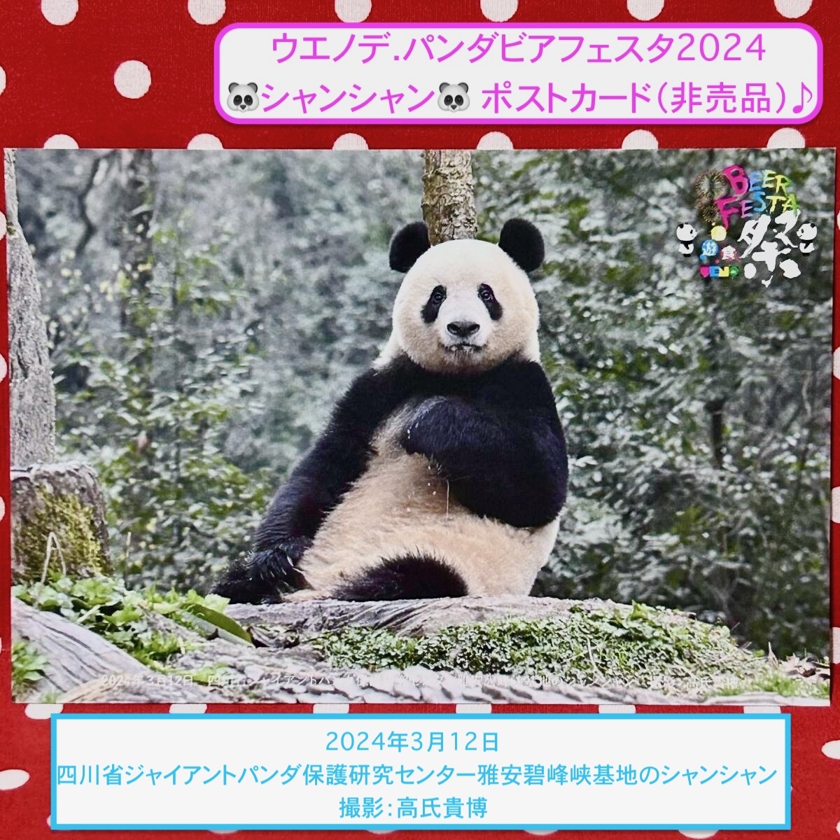 ウエノデ.パンダビアフェスタ2024 シャンシャン ポストカード(非売品)① 撮影:高氏貴博 ジャイアントパンダ 香香 中国 雅安碧峰峡基地拍卖