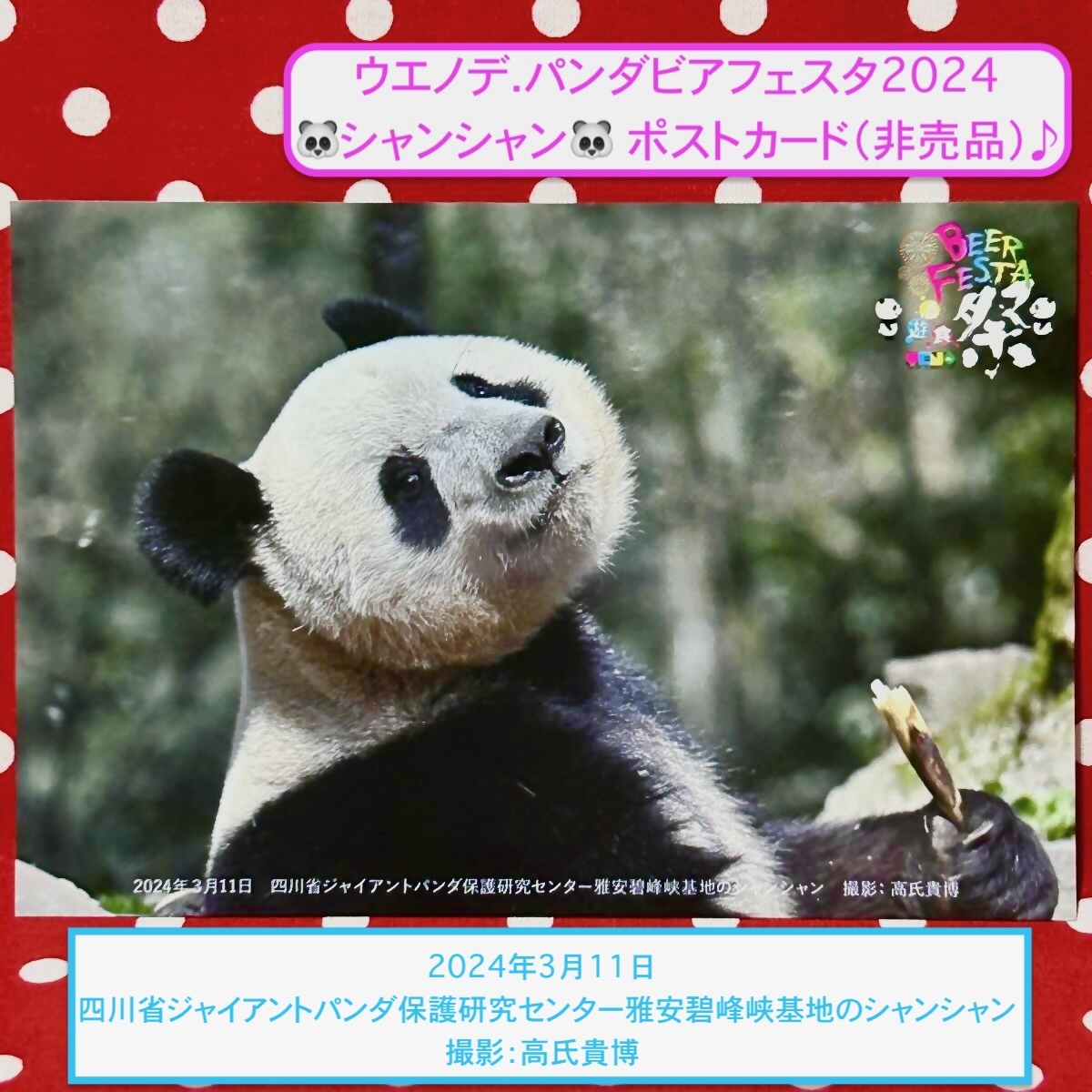 ウエノデ.パンダビアフェスタ2024 シャンシャン ポストカード(非売品)② 撮影:高氏貴博 ジャイアントパンダ 香香 中国 雅安碧峰峡基地拍卖