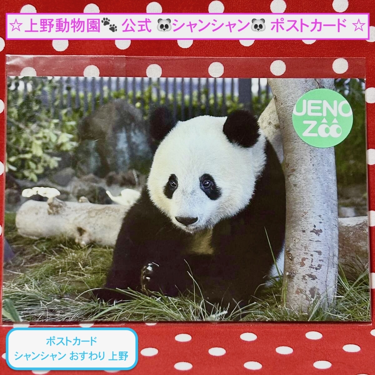 【上野動物園】公式 シャンシャン ポストカード(おすわり 上野) ジャイアントパンダ 香香 シャオシャオ 暁暁 レイレイ 蕾蕾拍卖