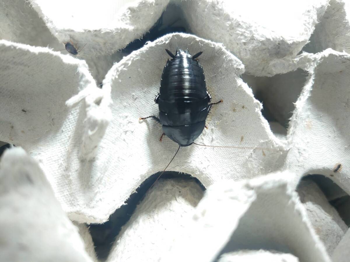 5匹+α 国内CBベビー melanozosteria nitida ローチ ゴキブリⅠ-④拍卖