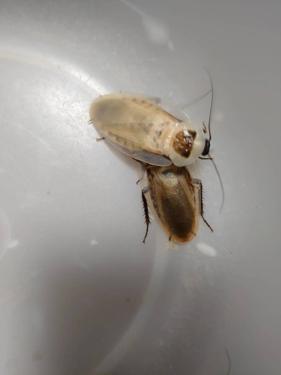 ブラベルス アトロポス Blaberus atropus ローチ 幼体20匹セット 60 ③拍卖