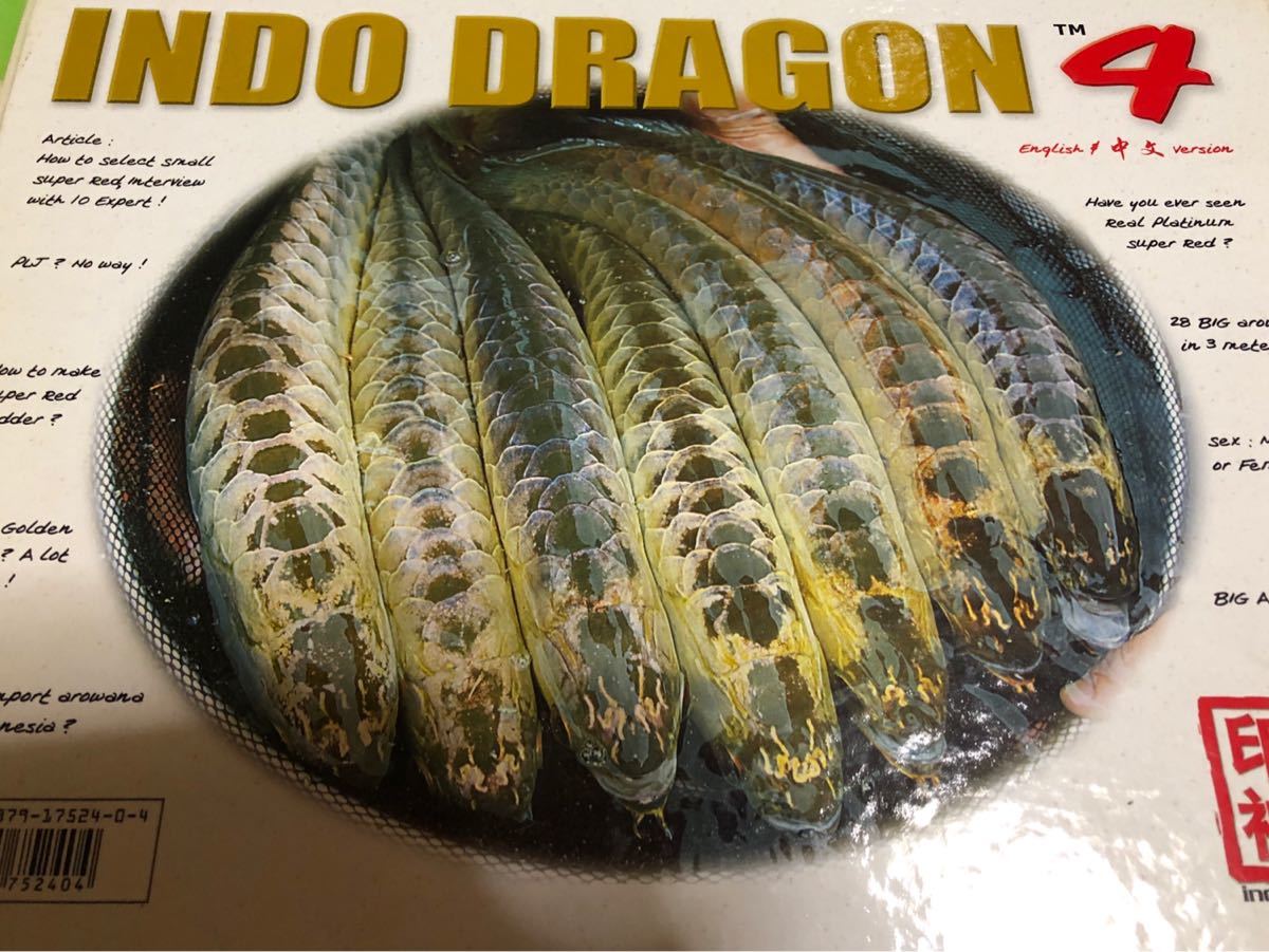 希少品中古本/INDO DRAGON 4 アロワナ 淡水エイ 大型魚拍卖