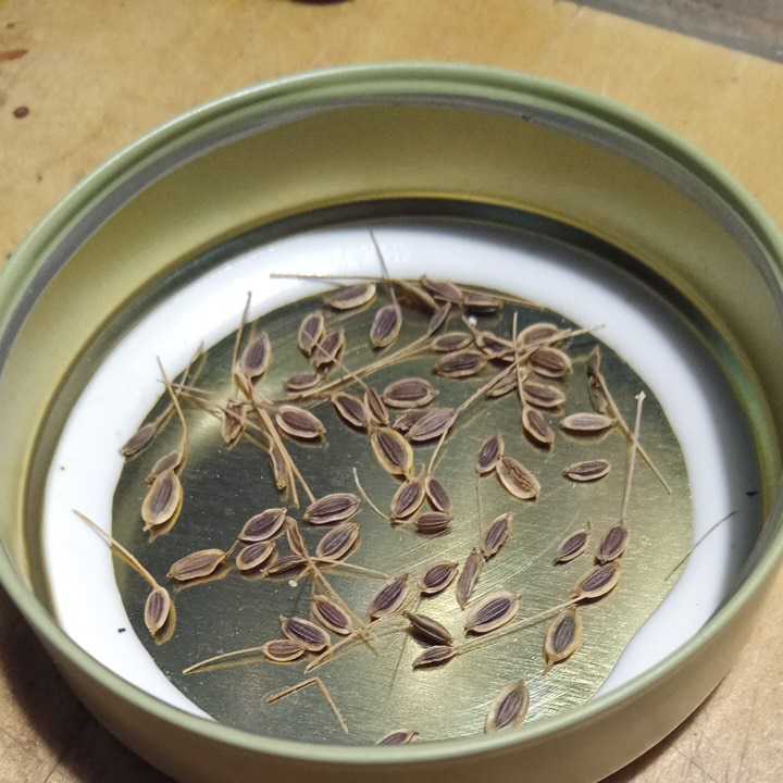 ディル の種子 約180粒拍卖