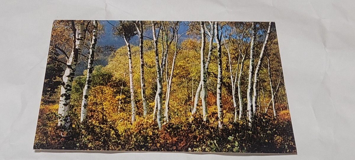 2614 絵葉書 国定公園 美ヶ原高原 白樺平の紅葉の白樺林拍卖