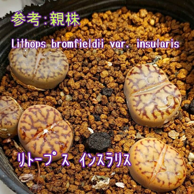 種子30粒 リトープス インスラリス Lithops bromfieldii var. insularis 多肉植物拍卖