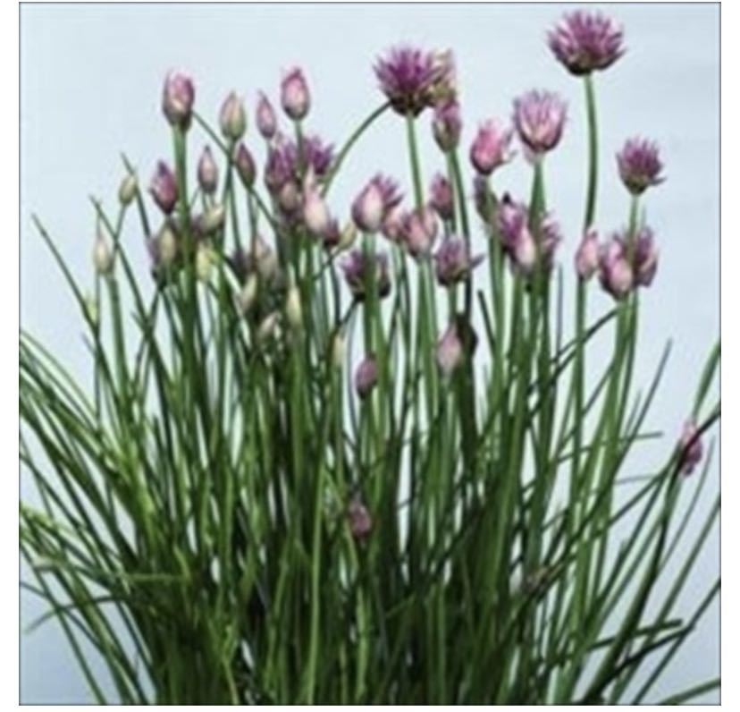 お料理にも!お花が可愛いハーブのチャイブ20粒拍卖