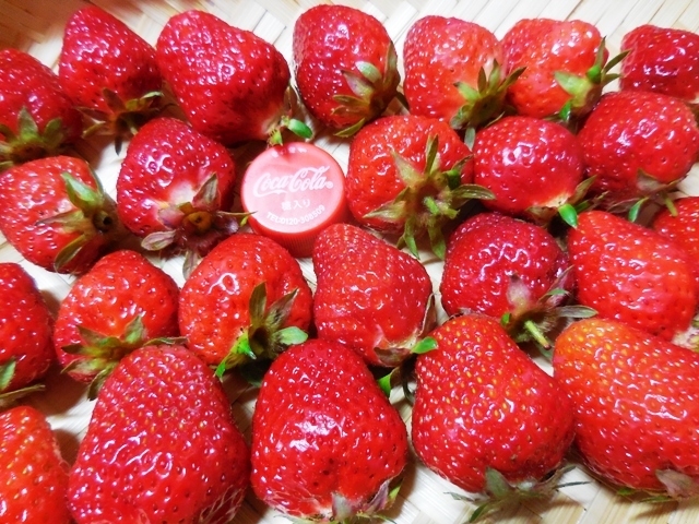 440.6.2◆自然菜園 イチゴ苗 3株 いちご◆トライ 家庭菜園 プランター栽培◆エスディージーズ 無農薬 無化学肥料 野菜種苗 ネット通販 販売拍卖