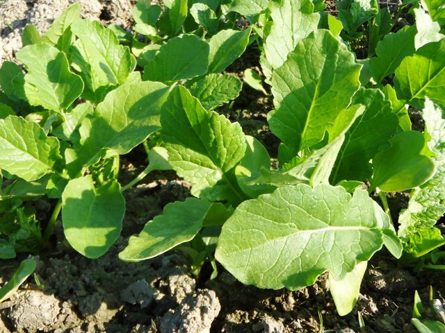 483.6.2◆まき菜 スプラウト カイワレ野菜 葉ダイコン 大根 種 10ml 5g 250粒◆プランター家庭菜園 ベビーリーフ 栽培◆無農薬 無化学肥料 拍卖