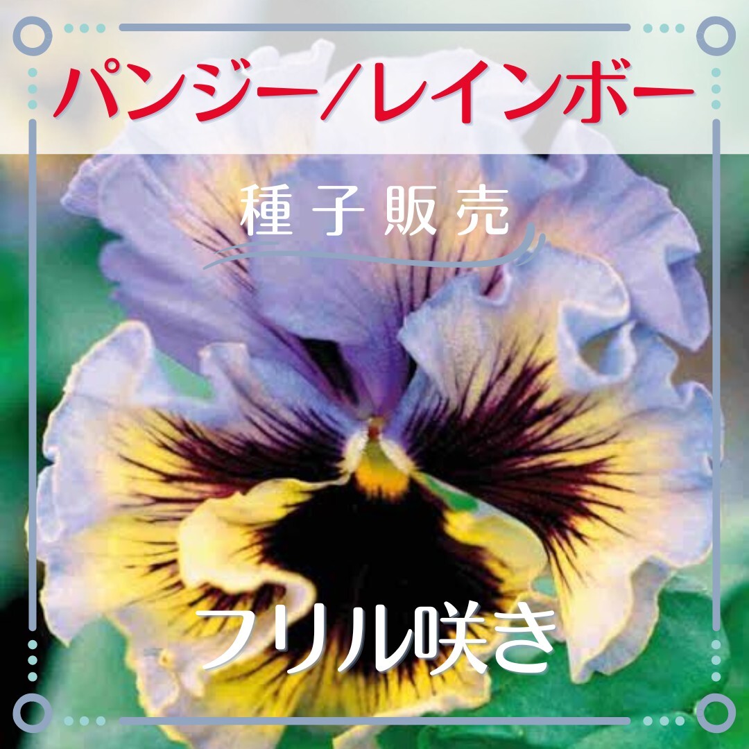 【種子販売】パンジー/フリル咲レインボー*種子20粒拍卖