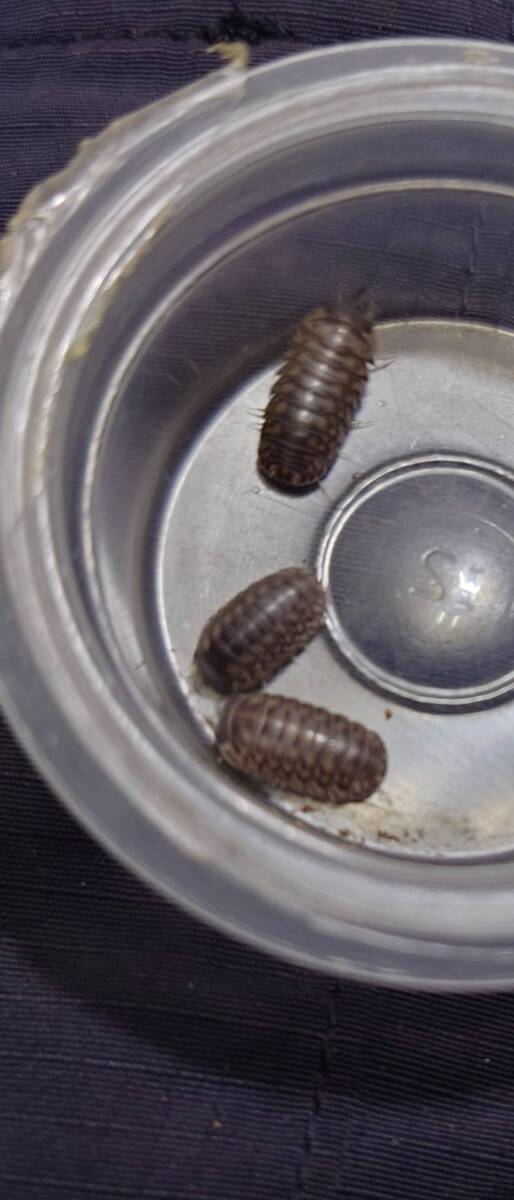 10匹セットSpherillo sp.ダンゴムシワラジムシⅠ-⑦拍卖