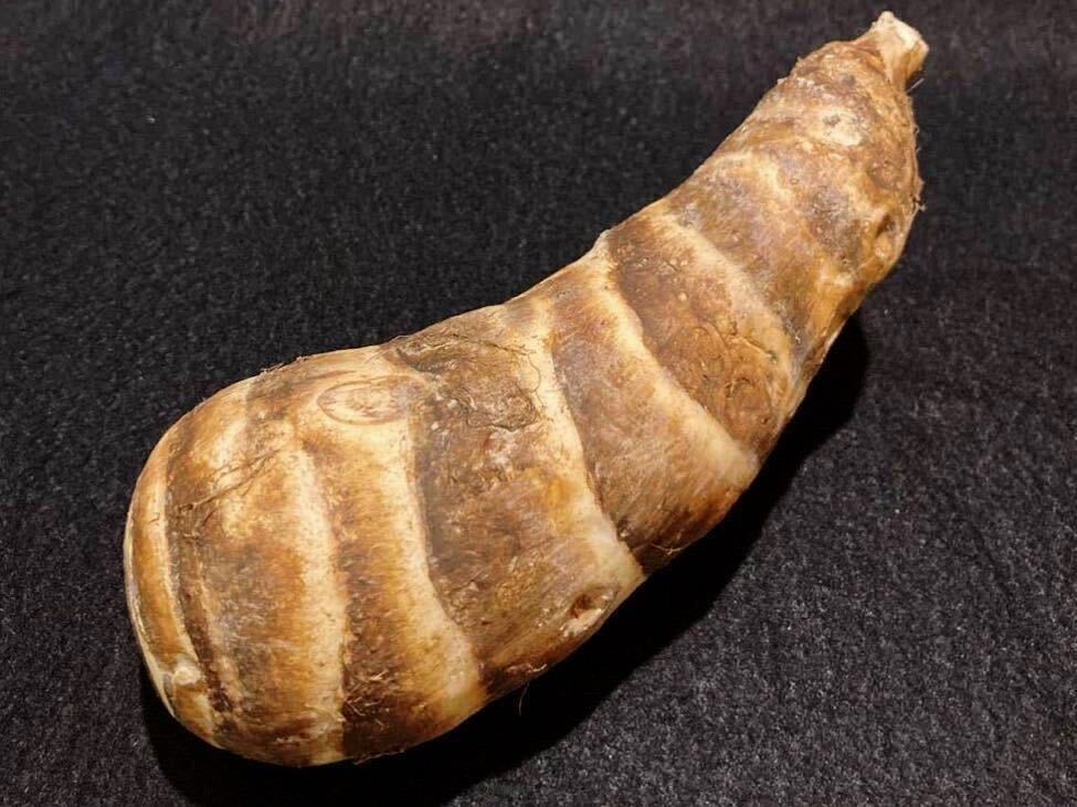 食品サンプル 海老芋 えび芋 えびいも拍卖