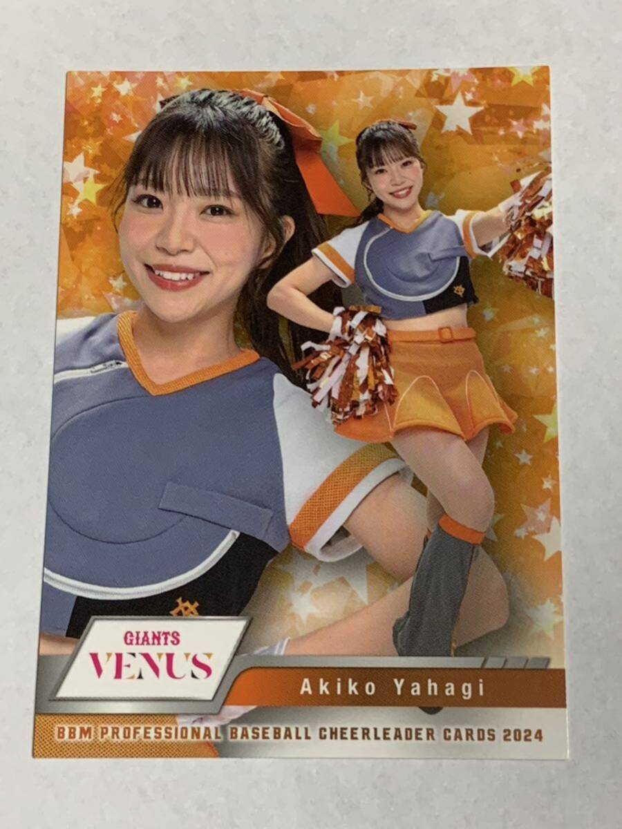 矢作明子 2024 BBM チアリーダー レギュラーカード 巨人 読売ジャイアンツ VENUS 即決拍卖