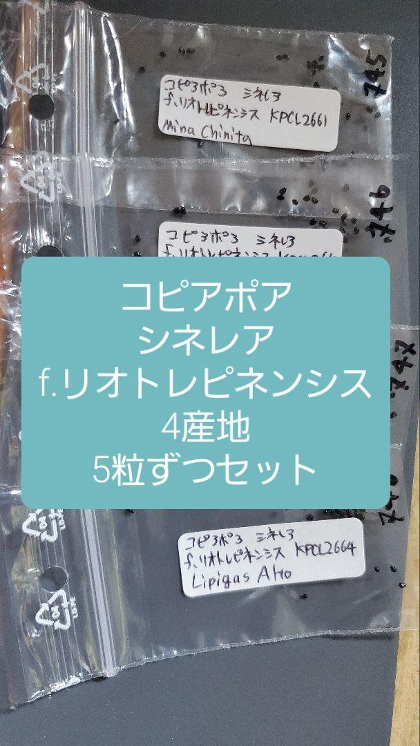 コピアポア シネレア f.リオトレピネンシス 4産地 5粒ずつセット拍卖