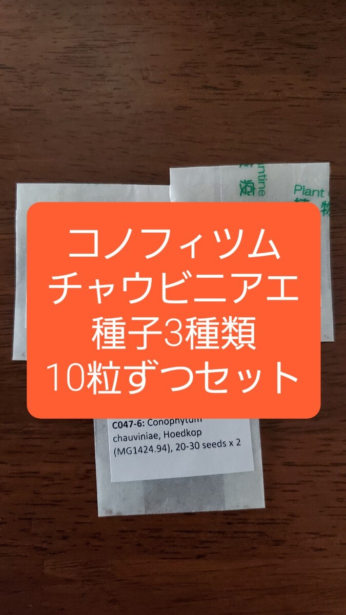 コノフィツム チャウビニアエ 種子3種類 10粒ずつセット拍卖