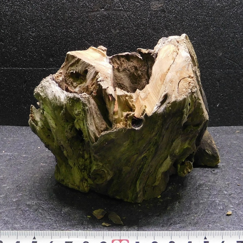 流木 スタンプウッドS ハーフウッド 1点物 SW0911-012 天然 ソネケミファ レイアウト アクアリウム 拍卖