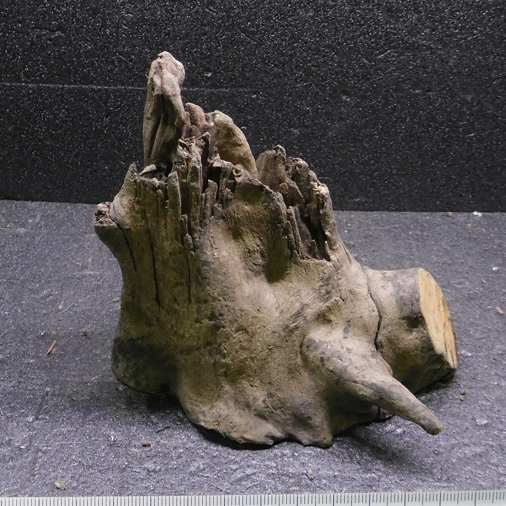 流木 スタンプウッドS ハーフウッド 1点物 SW0911-026 天然 ソネケミファ レイアウト アクアリウム アク抜き処理済み拍卖