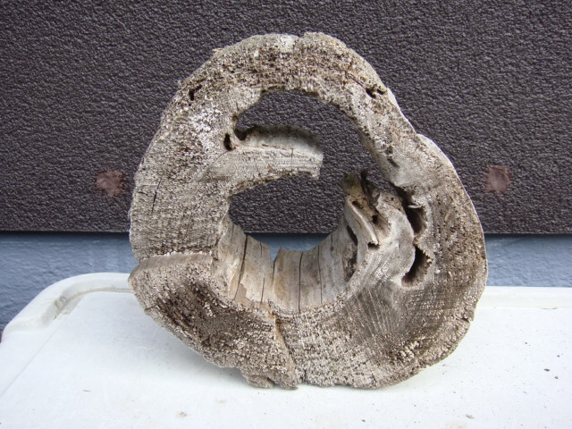 流木D55_21センチ21センチ11センチ拍卖