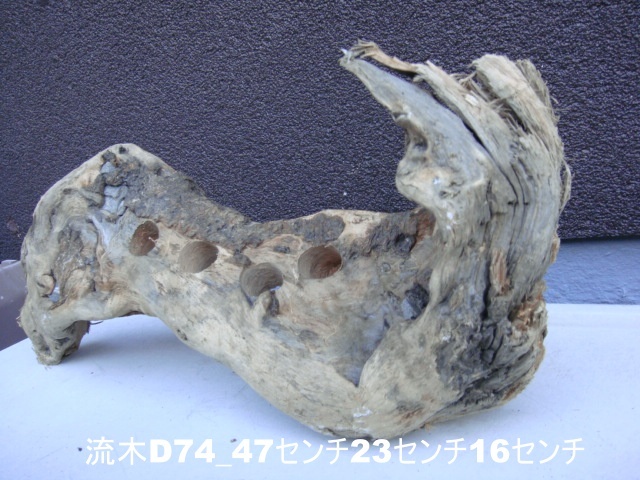 流木D74_47センチ23センチ16センチ 拍卖
