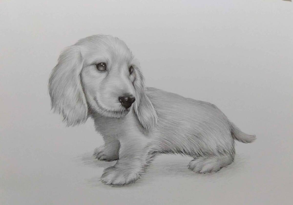 絵画・鉛筆画・犬の絵 真作「ミニチュアダックスフンド・パピー ADDF-V5」Atelier809 作 A4サイズ ※額縁無し。拍卖