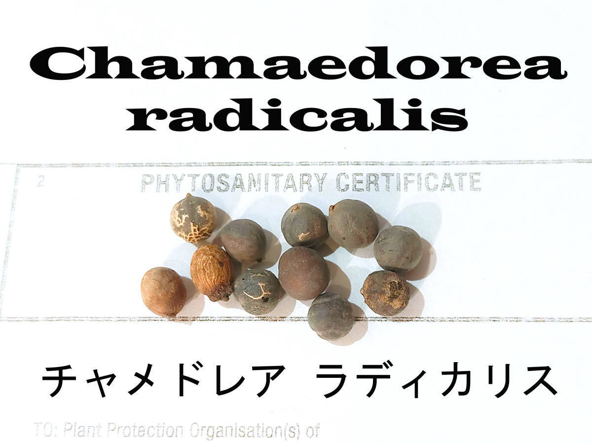 8月入荷 50粒+ チャメドレア ラディカリス 種 種子 証明書あり拍卖