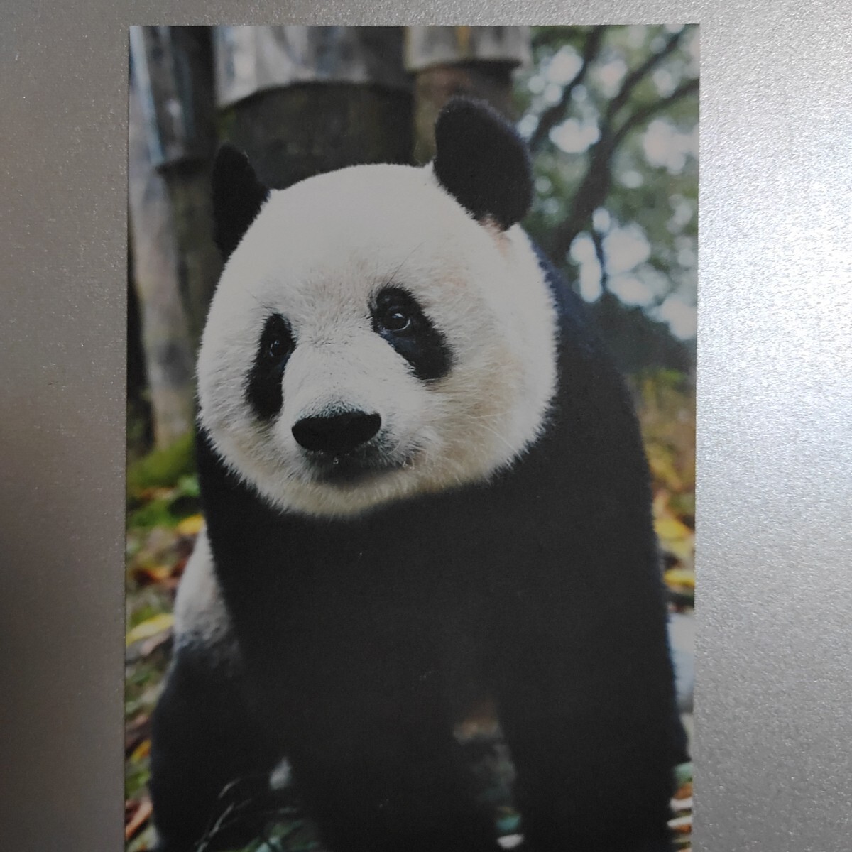 シャンシャン 特典 非売品ポストカード パンダといっしょに遊ぶ シャンシャンまちがい探し シュリンク パンダ拍卖