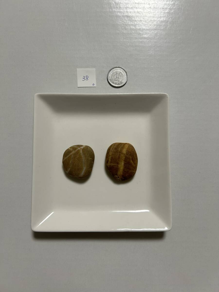 38 シーストーン石拍卖