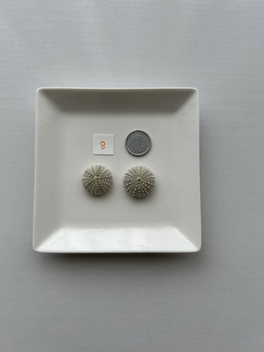 8 ウニ殻 シーウーチン拍卖