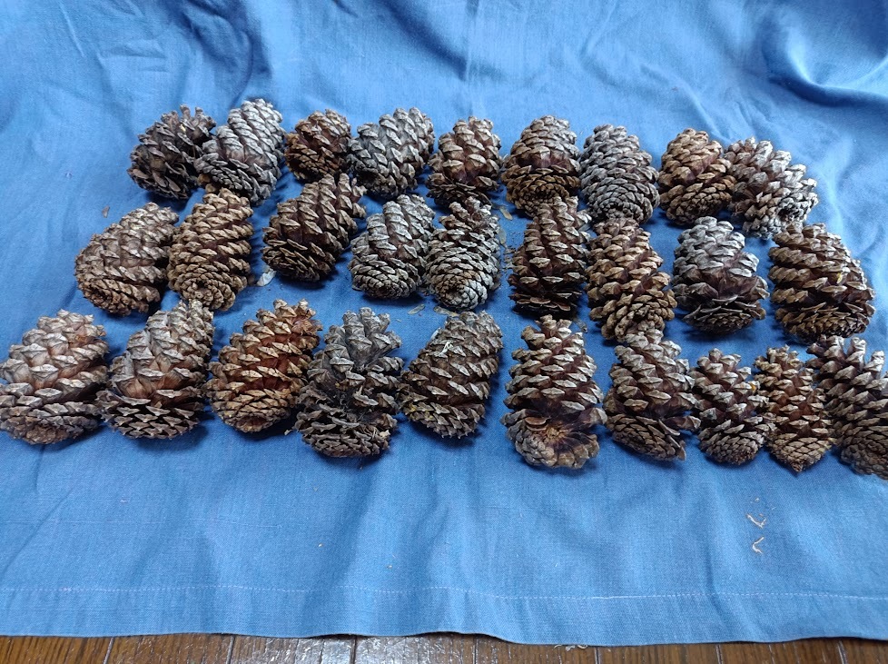 国産 5葉松 松ぼっくり 28個 手芸材料拍卖