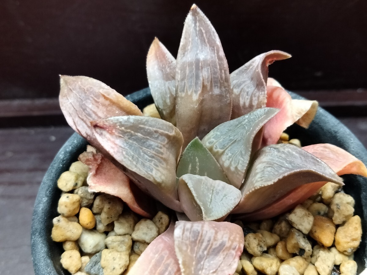 【即決】'Haworthia 'クリスタルムチカ''【送料無料】拍卖