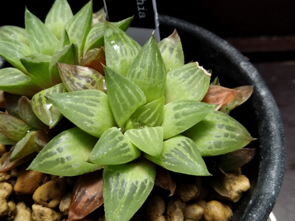 【即決】'Haworthia hybrid '姫椿' '【送料無料】拍卖