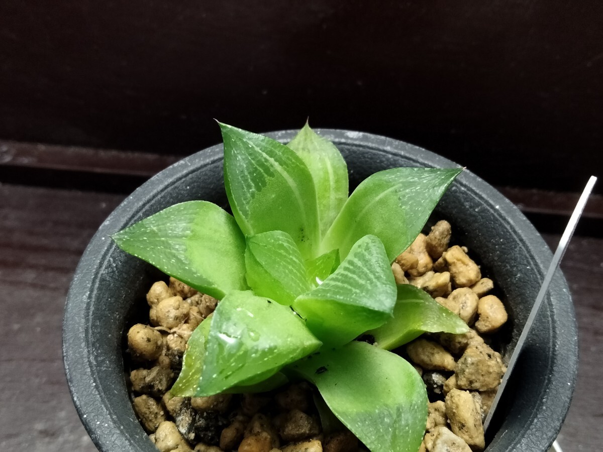 【即決】'Haworthia '青い鳥錦''【送料無料】拍卖