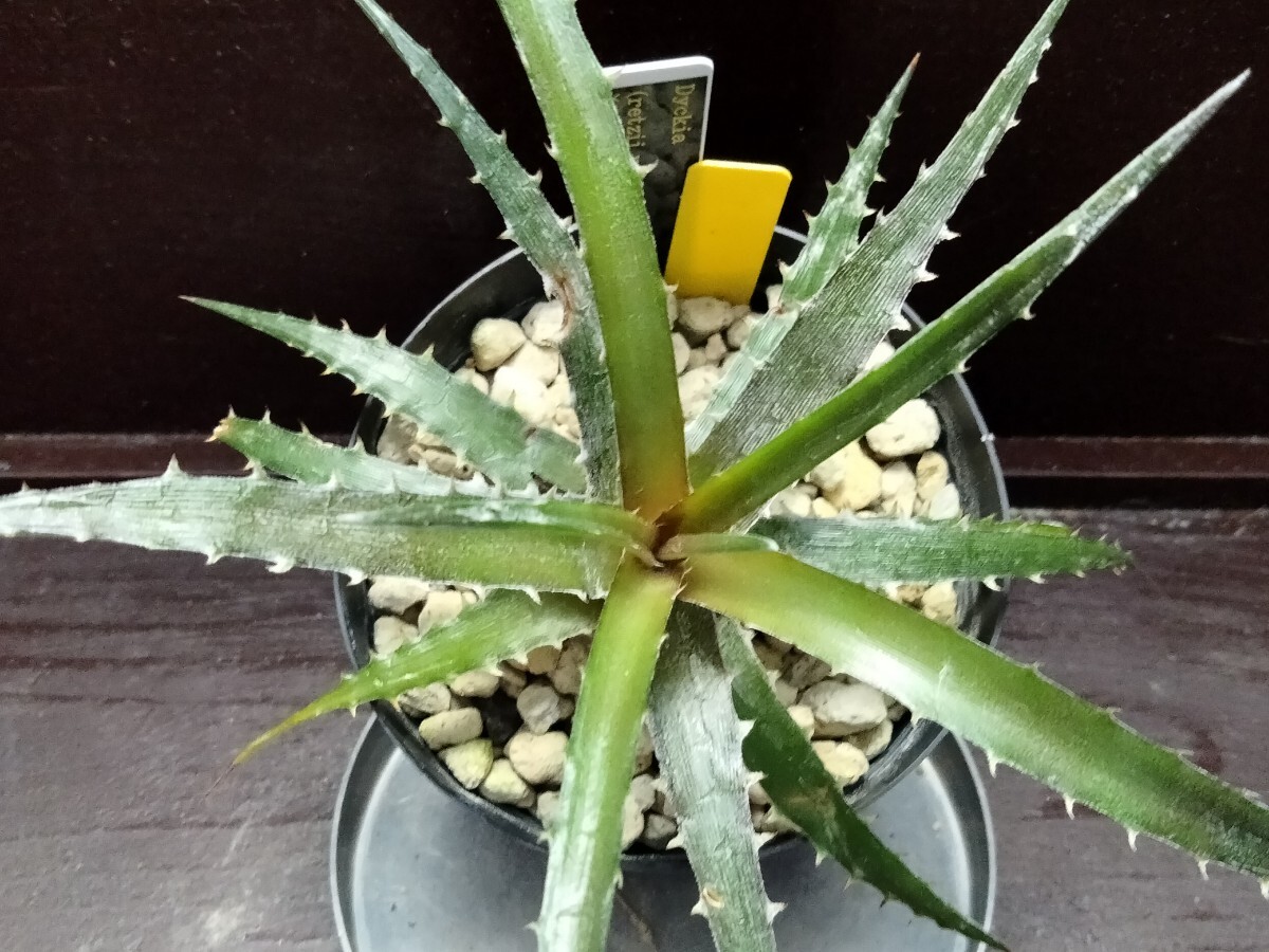 【即決】 'Dyckia (retzii rubra × Arizona) × goehringii type clone'【送料無料】拍卖