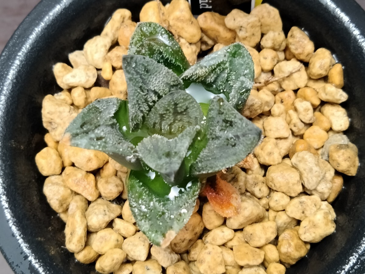 'Haworthia '土蜘蛛''黒肌ピグマエアhybrid'【送料無料】拍卖