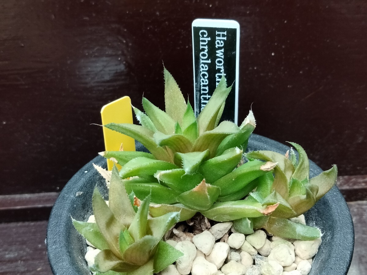 【即決】'Haworthia chrolacantha 星紫'【送料無料】拍卖