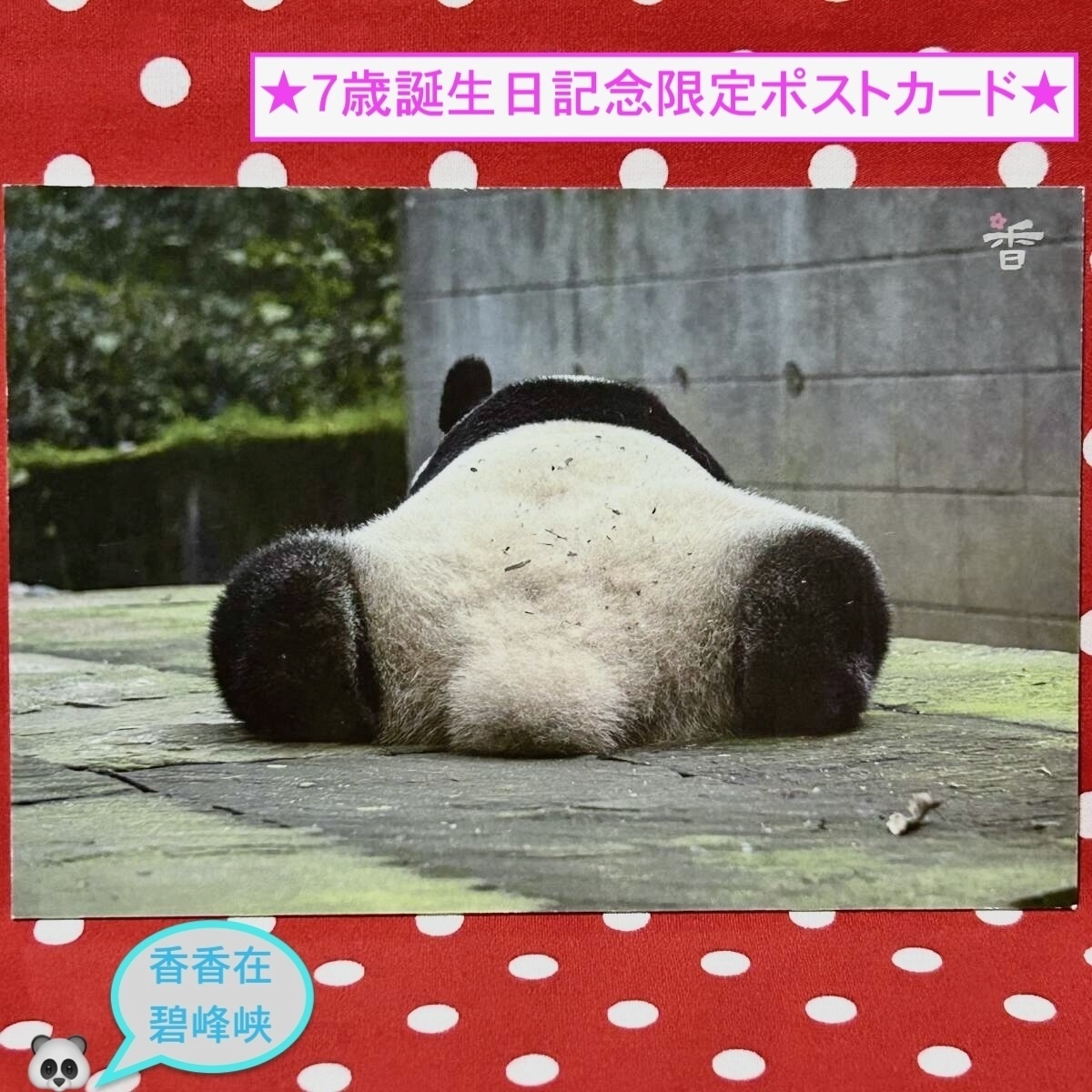 【シャンシャン 香香 7歳誕生日記念】数量限定『碧峰峡のシャンシャンポストカード』J 中国雅安碧峰峡ジャイアントパンダ保護センター拍卖