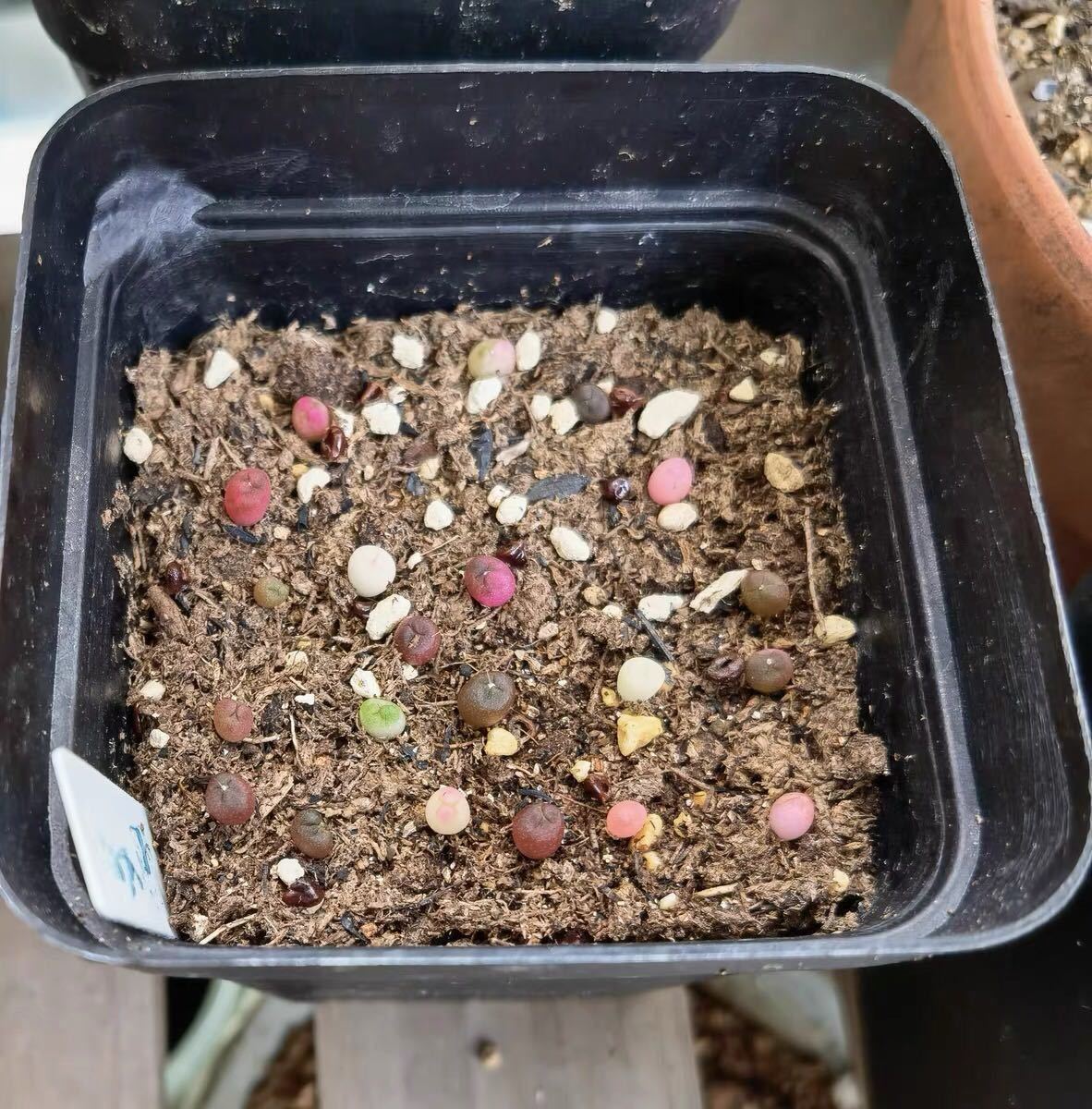 多肉植物 サボテン 兜 種子  拍卖