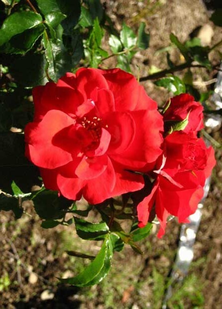 6153  ラ・セビリアーナ★四季咲き中輪★メイアンの名花★修景バラ★6号大苗拍卖