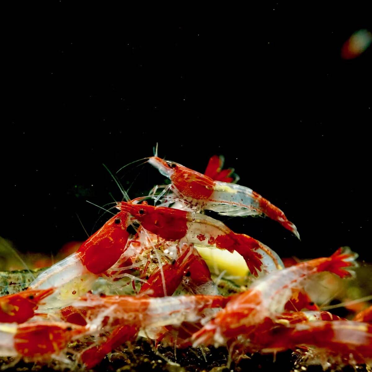レッドルリーシュリンプ 10匹 (RedRili 10Shrimps)拍卖