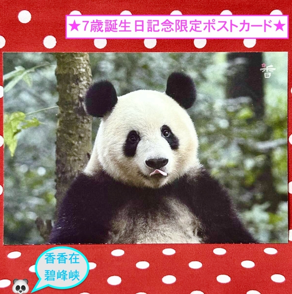 【シャンシャン 香香 7歳誕生日記念】数量限定『碧峰峡のシャンシャンポストカード』B 中国雅安碧峰峡ジャイアントパンダ保護センター拍卖