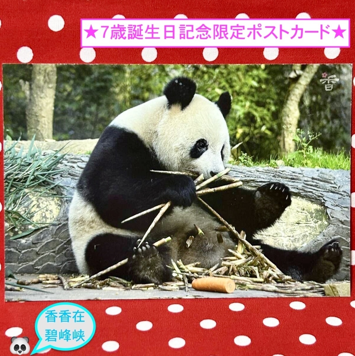 【シャンシャン 香香 7歳誕生日記念】数量限定『碧峰峡のシャンシャンポストカード』K 中国雅安碧峰峡ジャイアントパンダ保護センター拍卖