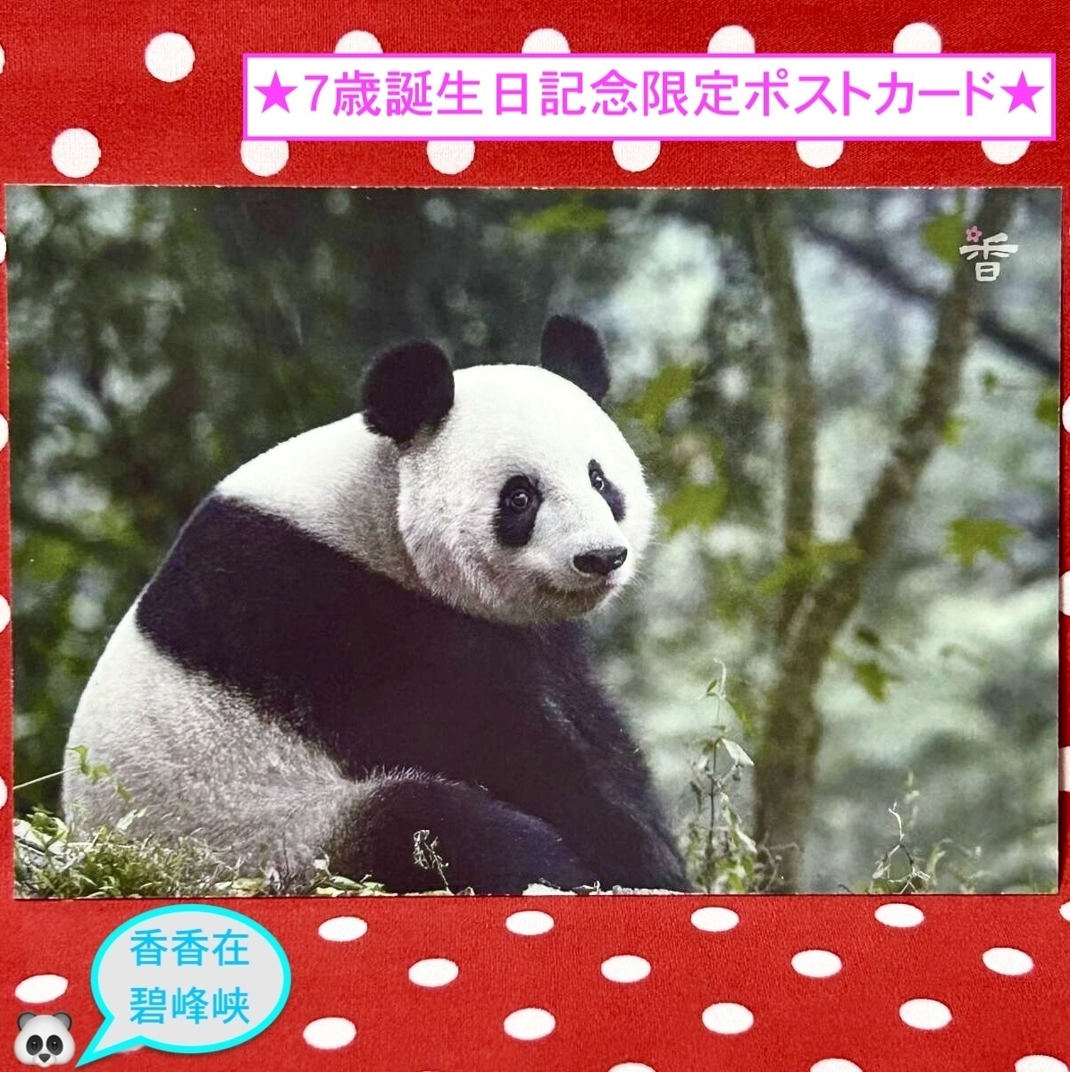 【シャンシャン 香香 7歳誕生日記念】数量限定『碧峰峡のシャンシャンポストカード』H 中国雅安碧峰峡ジャイアントパンダ保護センター拍卖
