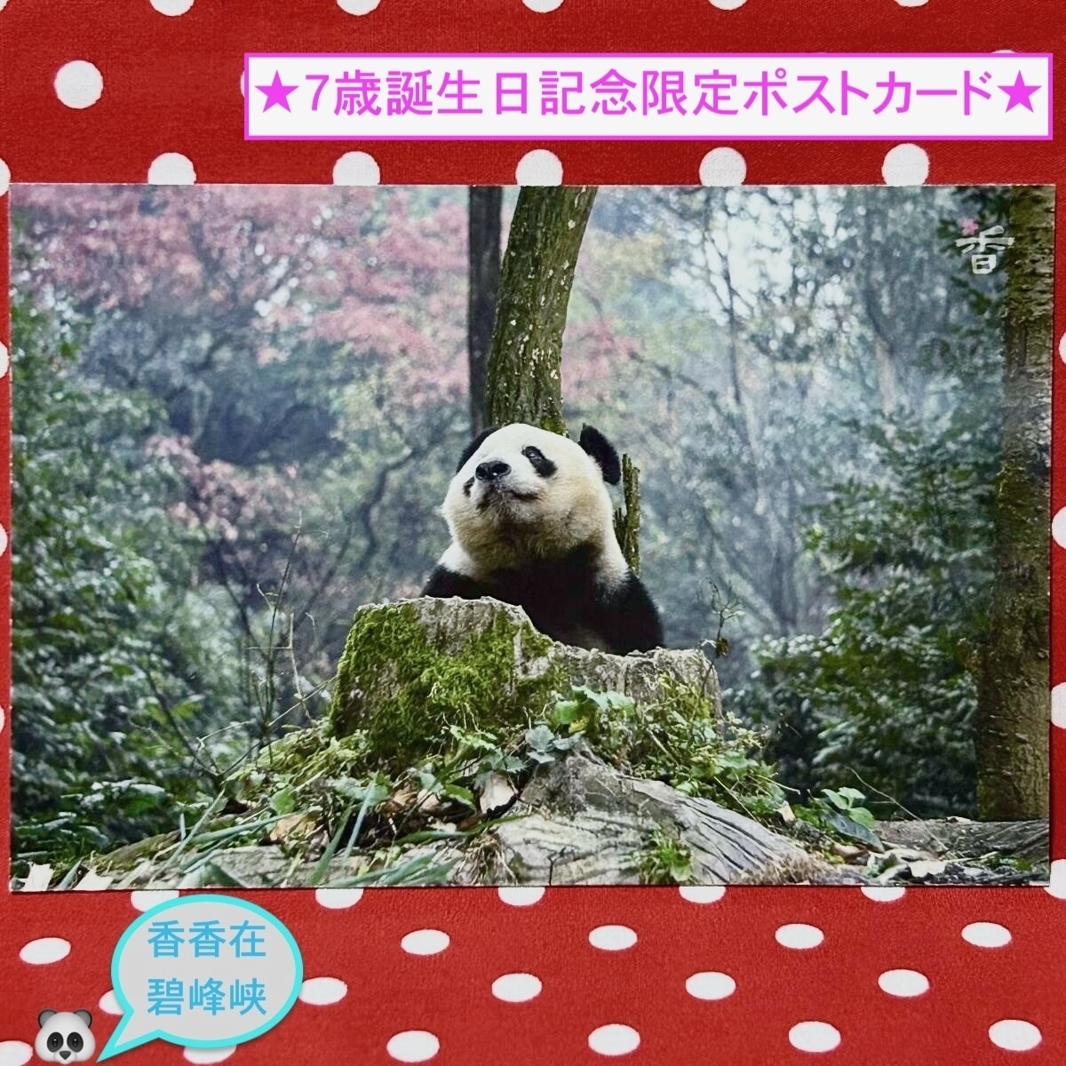 【シャンシャン 香香 7歳誕生日記念】数量限定『碧峰峡のシャンシャンポストカード』I 中国雅安碧峰峡ジャイアントパンダ保護センター拍卖