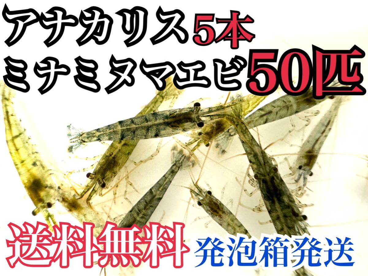 ○送料無料 発泡スチロール発送 アナカリス5本+ミナミヌマエビ50匹 水草水槽 苔取り拍卖
