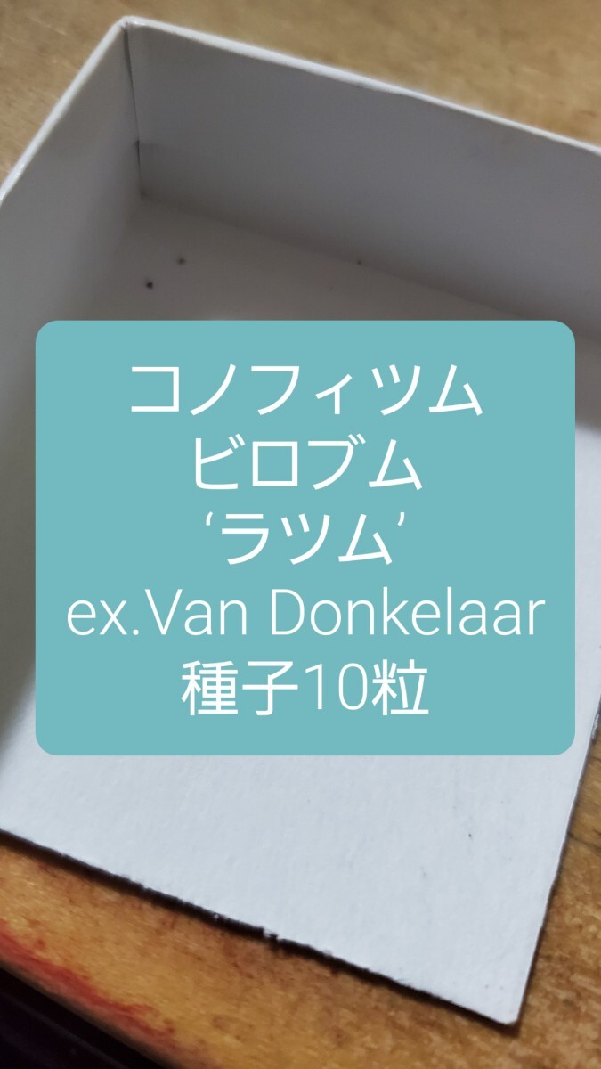 コノフィツム ビロブム ‘ラツム’, ex.Van Donkelaar 種子10粒拍卖