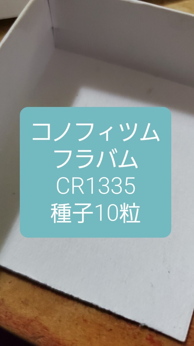 コノフィツム フラバム CR1335 種子10粒拍卖